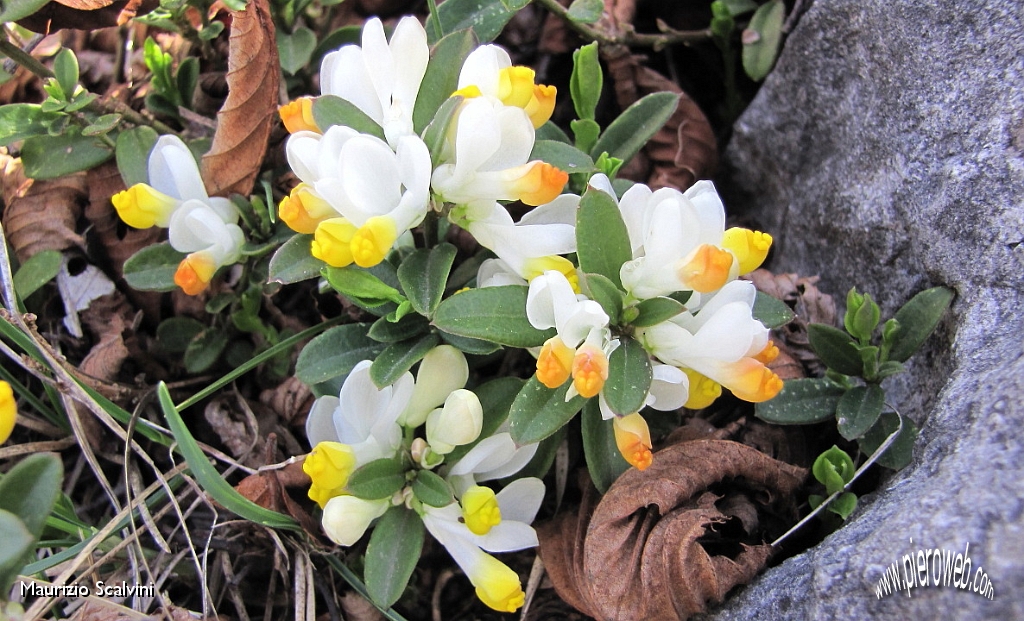 18 Polygala..JPG